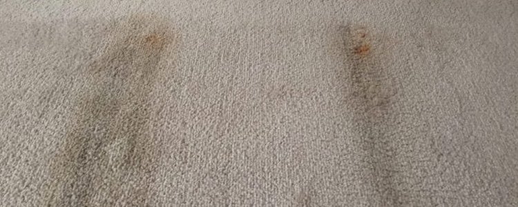 Get Rid of Carpet Mold